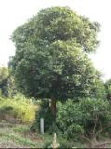 川江家のツバキ