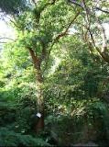 弥谷寺のバクチノキ