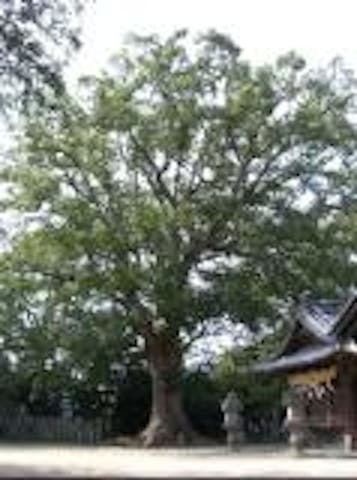 高良神社のクスノキ