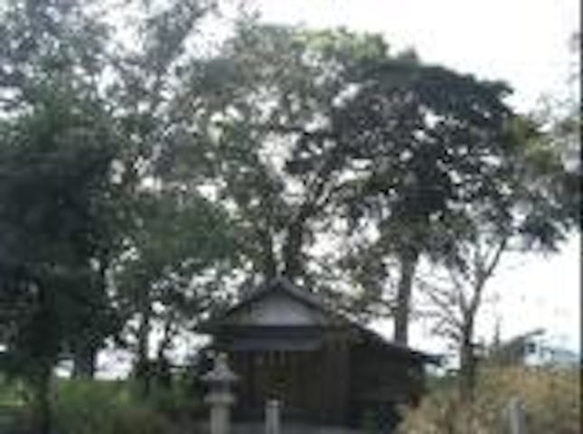 若宮神社のクロガネモチ