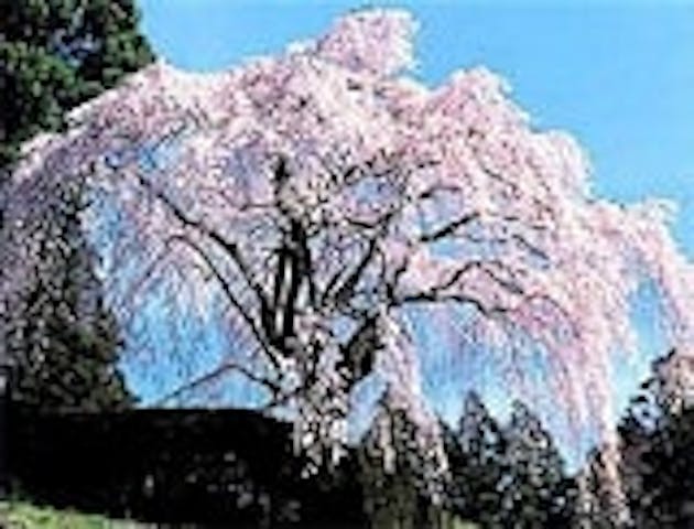 中越家のしだれ桜