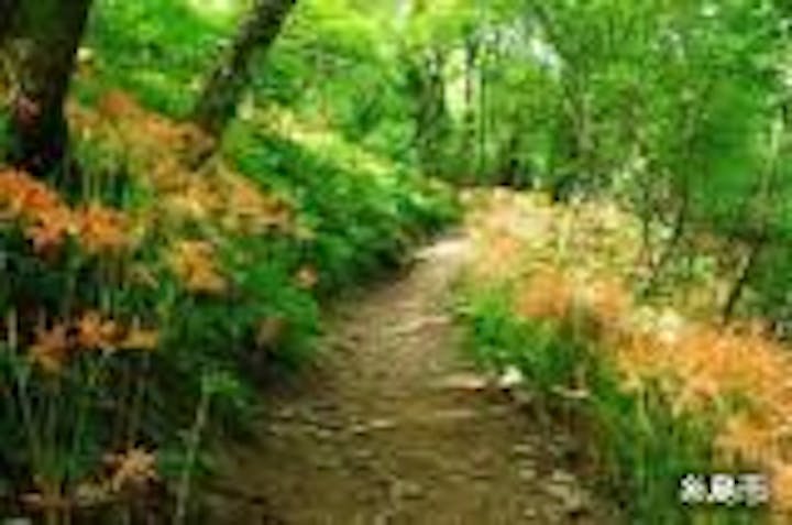 井原山自然歩道