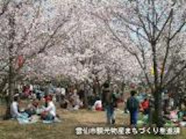 橘神社公園の桜・ツツジ