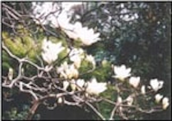 海寺跡のハクモクレン