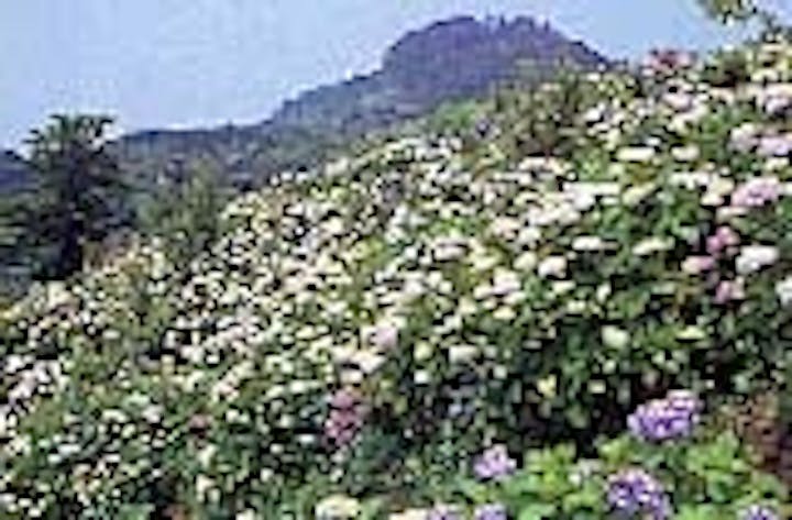 冷水岳公園のツツジ・あじさい