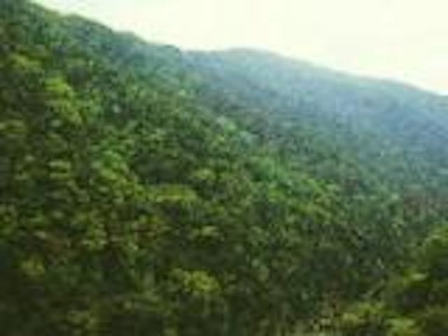 阿蘇北向山原生林