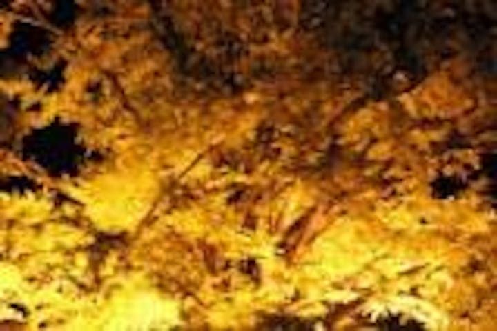 下城の大イチョウライトアップ