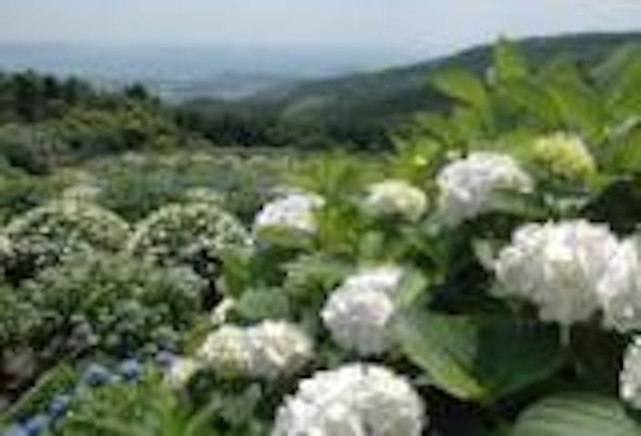 笠山観光農園あじさい園
