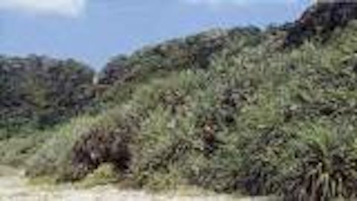 アダンの自然林