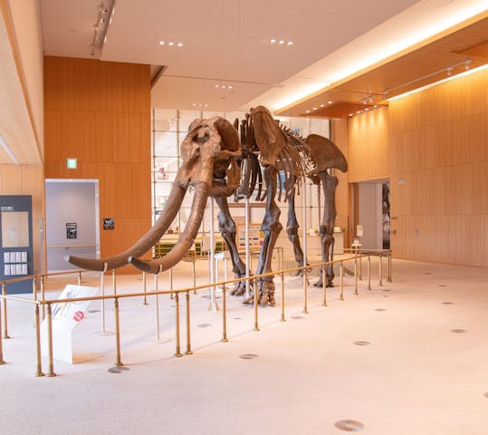 三重県総合博物館ＭｉｅＭｕ