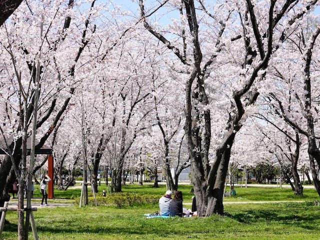 桜の森公園