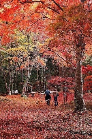 【2022年】府立笠置山自然公園の紅葉