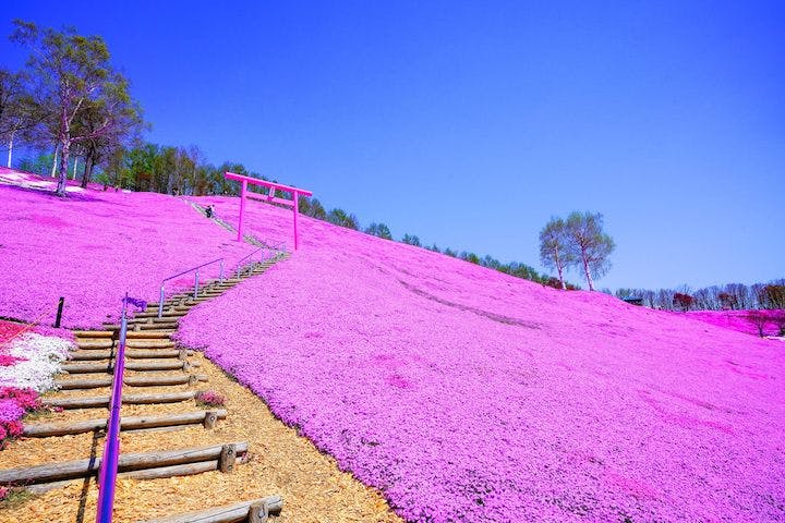 ひがしもこと芝桜公園