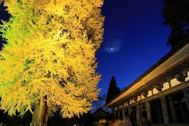 【2022年】新宮熊野神社長床の大イチョウの紅葉