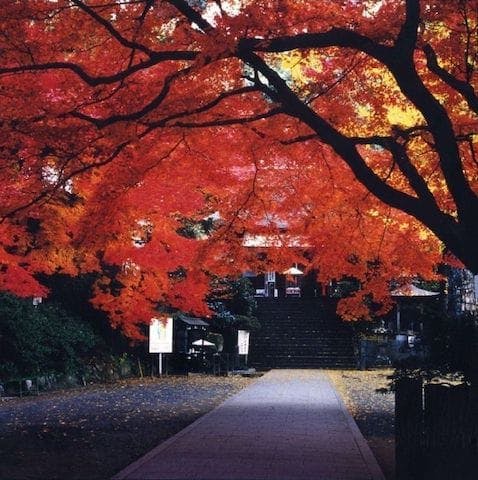 【2022年】大興善寺の紅葉