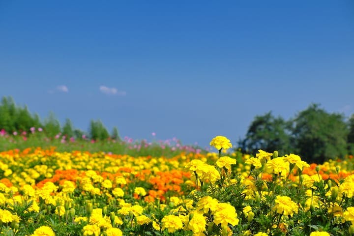 鼻高展望花の丘