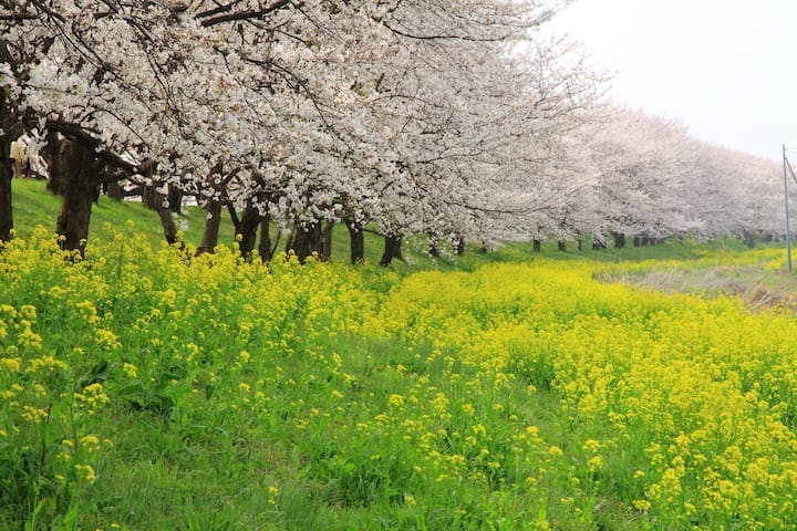 さくら堤公園