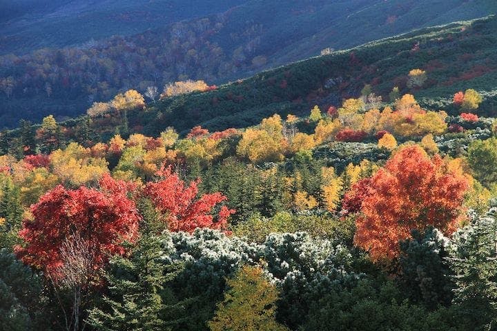【2022年】十勝岳望岳台の紅葉