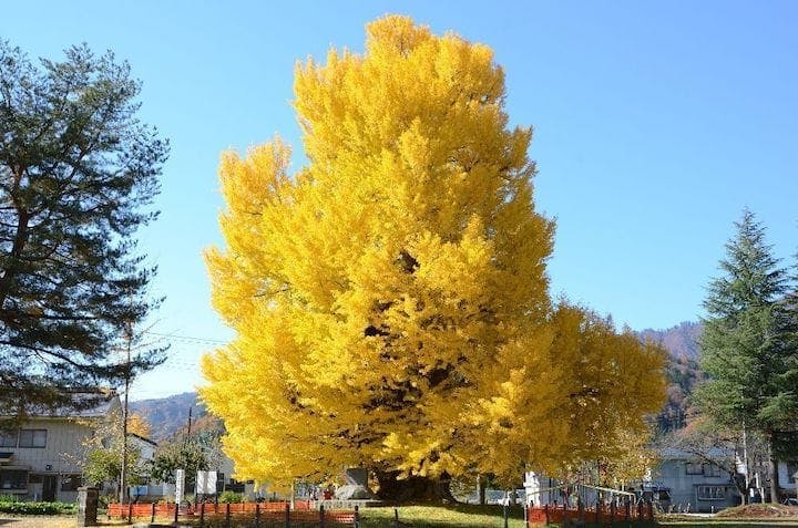 【2022年】古町の大いちょうの紅葉