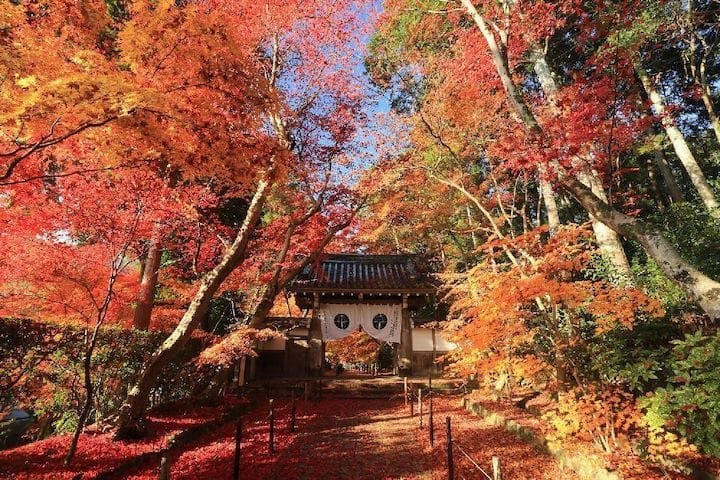 【2022年】光明寺の紅葉