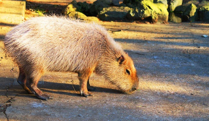 大宮公園小動物園