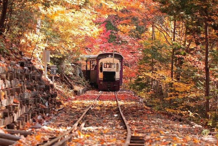 【2022年】赤沢自然休養林の紅葉