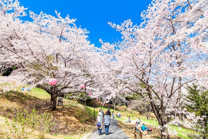 さくらの山公園