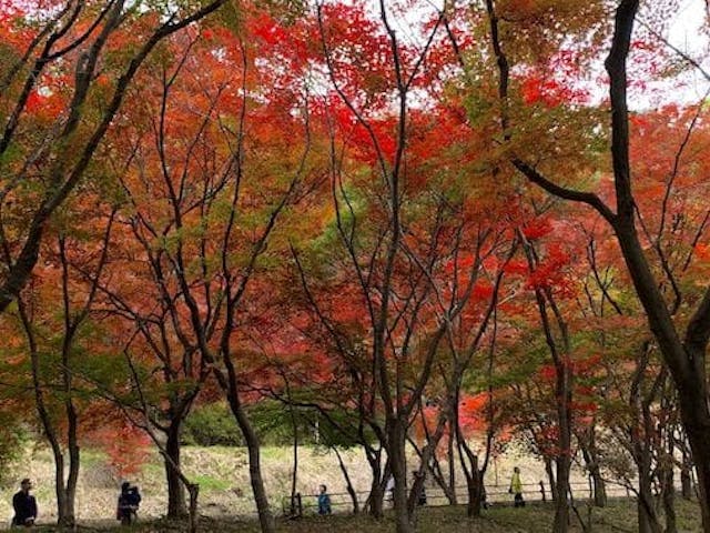 【2022年】織姫公園もみじ谷の紅葉