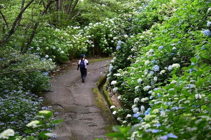 府民の森ぬかた園地　あじさいまつり