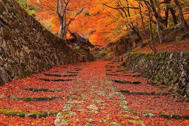 【2022年】湖東三山　百済寺（国史跡）の紅葉
