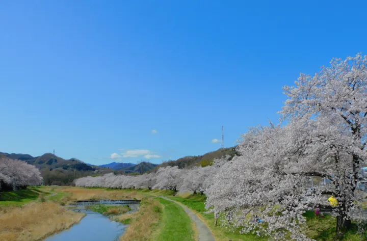 こだま千本桜まつり