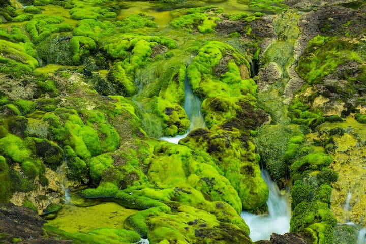 チャツボミゴケ公園