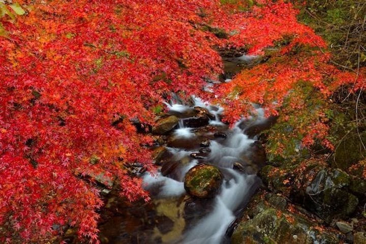 【2022年】花園渓谷の紅葉