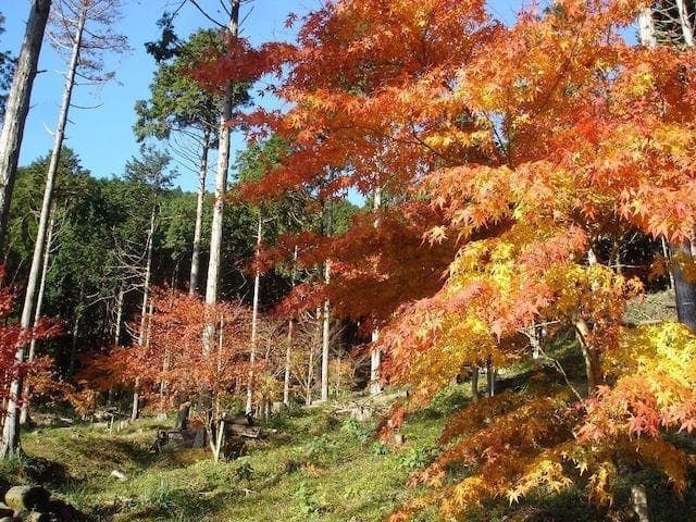 【2022年】池峯　もみじの郷（奥湯河原）の紅葉