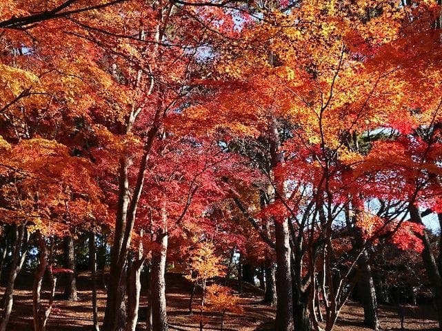 【2022年】修善寺・虹の郷（匠の村・もみじ林）の紅葉