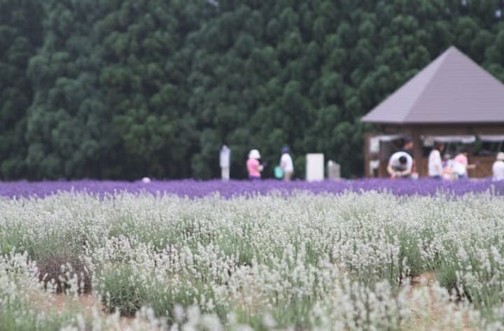 美郷町ラベンダーまつり