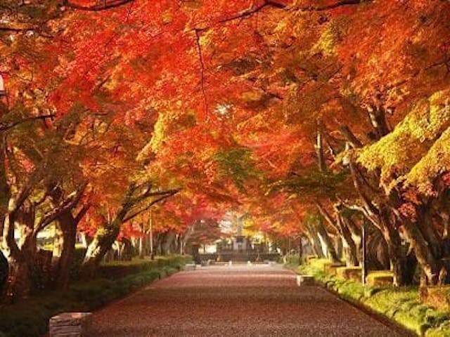 【2022年】大山参道の紅葉