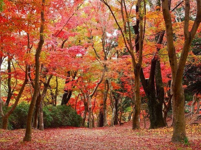 【2022年】岡崎市東公園の紅葉
