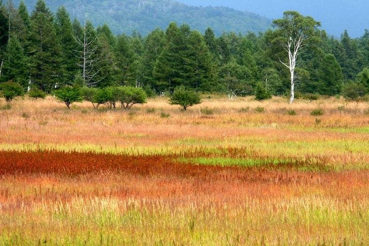 【2022年】日光（戦場ヶ原）の紅葉