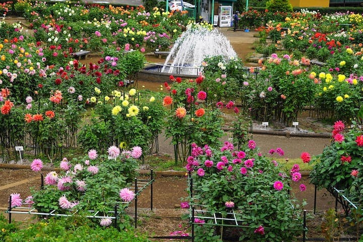 町田ダリア園