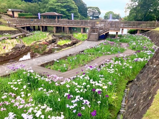 花しょうぶまつり（愛知県豊川市）
