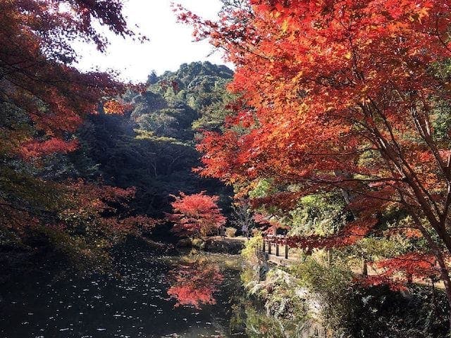 【2022年】小松寺の紅葉