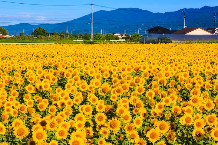 ひょうたん島公園