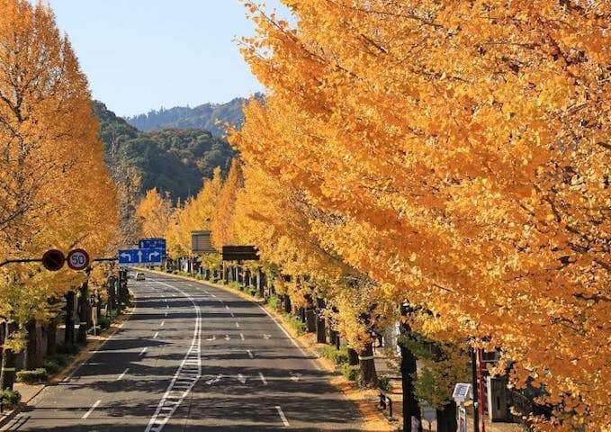 【2022年】甲州街道いちょう並木の紅葉
