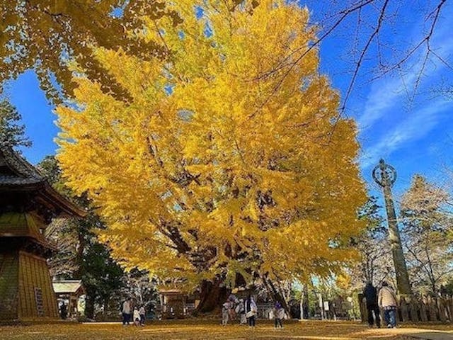 【2022年】西蓮寺　大銀杏の紅葉
