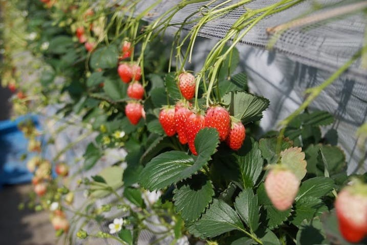 狭山ベリーランド