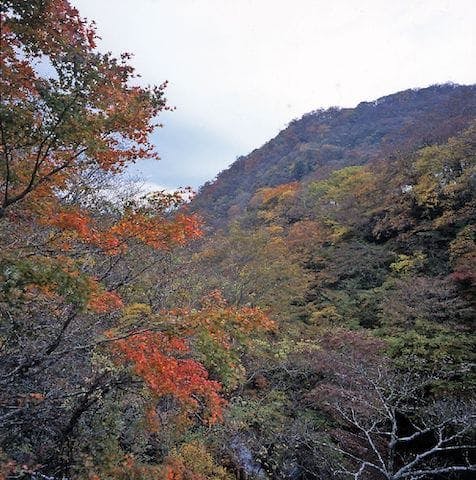【2022年】箱根（仙石原）の紅葉