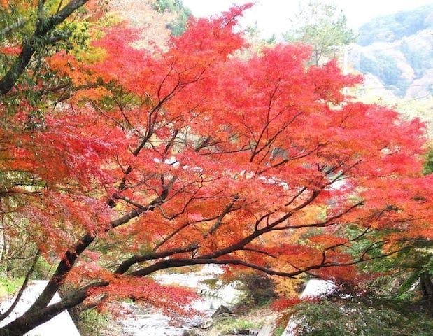 【2022年】もみじロードの紅葉