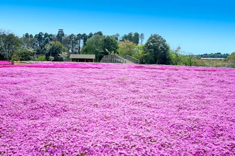 関東 フラワーパーク 植物園の遊び体験 アソビュー 休日の便利でお得な遊び予約サイト