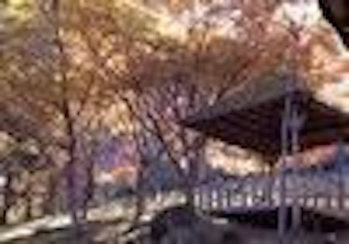 【2022年】大洲・稲荷山公園の紅葉